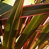 Phormium - Sundowner - Mountain Flax