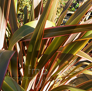 Phormium - 'Sundowner' (Mountain Flax)