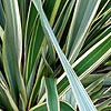 Phormium tenax - Variegatum - New Zealand Flax