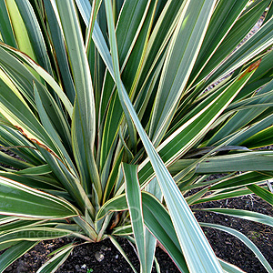 Phormium tenax - 'Variegatum' (New Zealand Flax)