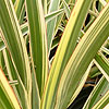 Phormium cookianum - Tricolor - New Zealand Flax