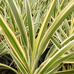 Phormium cookianum - 'Tricolor' (New Zealand Flax): Information ...