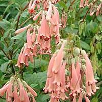 Phygelius rectus (Cape Figwort)