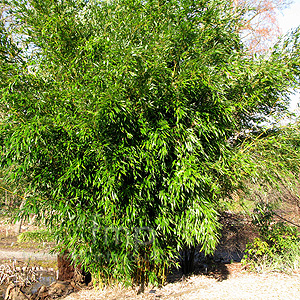 Phyllostachys aureosulcata - spectabilis