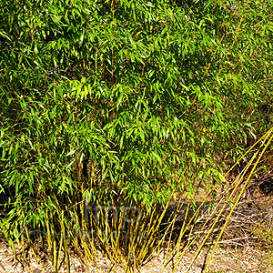 Phyllostachys iridescens