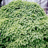 Picea abies - 'Repens' (Weeping Spruce)