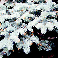 Picea pungens - 'Koster' (Colerado Blue Spruce, Picea)