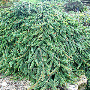 Picea abies - 'Reflexa' (Weeping Norway Spruce, Picea)