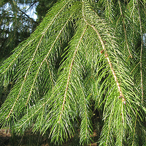 Picea smithiana