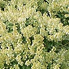 Pieris japonica - Debutante