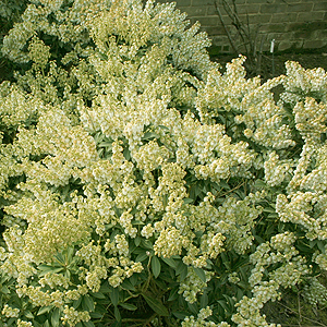 Pieris japonica - 'Debutante'