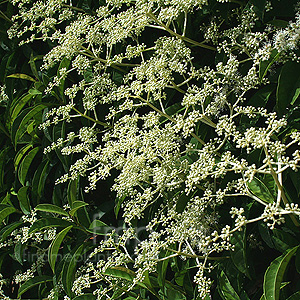 Pileostegia viburnoides