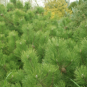grootmoeder semester Gaan Pinus mugo - 'Corley's Mat': Information, Pictures & Cultivation Tips