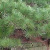 Pinus pumila - Dwarf Siberian Pine