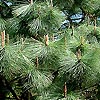 Pinus montezumae - Montezuma pine