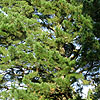 Pinus radiata - Monterey pine