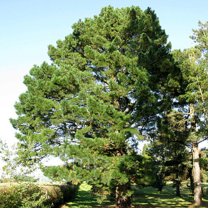Pinus radiata (Monterey Pine)
