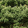 Pinus sylvestris - Scots pine