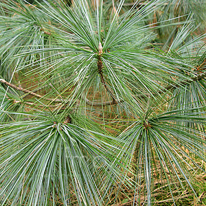 Pinus wallichiana (Himalayan Pine)