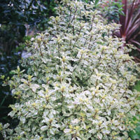 Pittosporum tenufolium - 'Silver Queen'