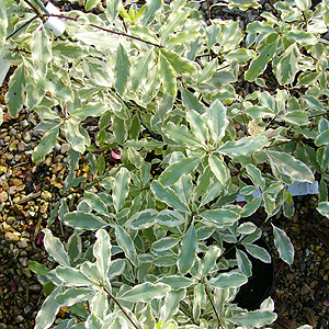 Pittosporum eugenoides - 'Variegata'
