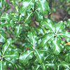 Pittosporum tenuifolium - Loxhill Gold