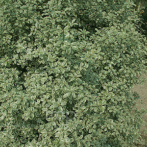 Pittosporum tenuifolium - 'Marjory Channon'