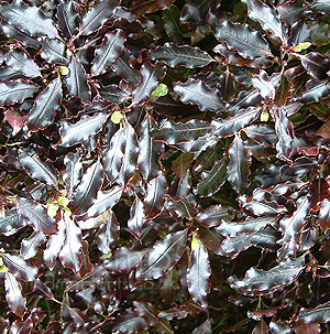 Pittosporum tenufolium - 'Purpureum'