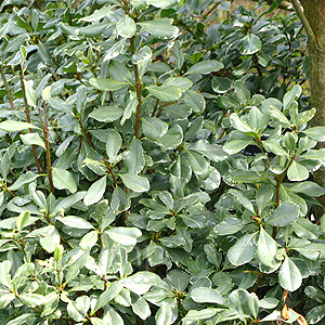 Pittosporum tobira - 'Variegata'