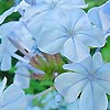 Plumbago auriculata