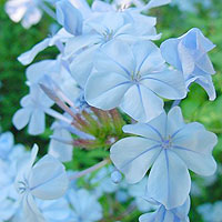 Plumbago auriculata