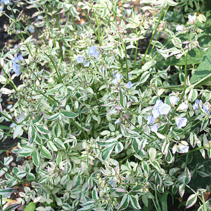 Polemonium reptans - 'Stairway to Heaven'