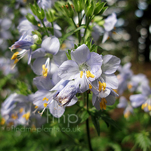 Polemonium liniflorum