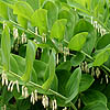 Polygonatum mulitflorum - Solomons seal, Polygonatum