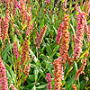 Persicaria affine - Bistort