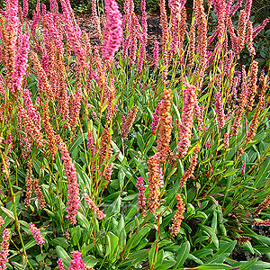 Persicaria affine (Bistort)