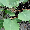 Populus tremula - Aspen