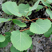 Populus tremula (Aspen)