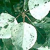 Populus x canicans - Aurora - Variegated poplar