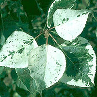 Populus x canicans - 'Aurora' (Variegated Poplar)