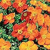 Potentilla - Sunset - Shrubby Quinquefoil