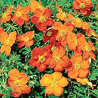 Potentilla - 'Sunset' (Shrubby Quinquefoil)