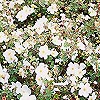 Potentilla - Tilford Cream - Shrubby Quinuefoil