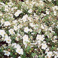 Potentilla - 'Tilford Cream' (Shrubby Quinuefoil)