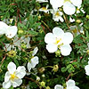 Potentilla fruticosa - Abbotswood