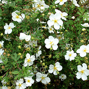 Potentilla fruticosa - 'Abbotswood'