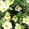 Potentilla fruticosa - Primrose Beauty