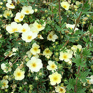 Potentilla fruticosa - 'Primrose Beauty'