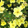 Potentilla fruticosa - Purdomii