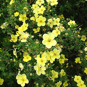 Potentilla fruticosa - 'Purdomii'